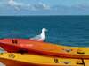Апартаменты Apartment Mediterraneo Seagull Пераст-2